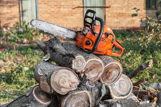 Best Professional Tree Care  in USA